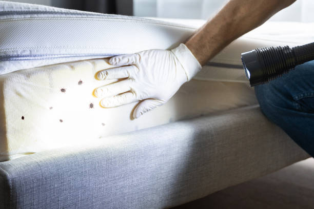 Best Pest Removal Services  in Tullahoma, TN