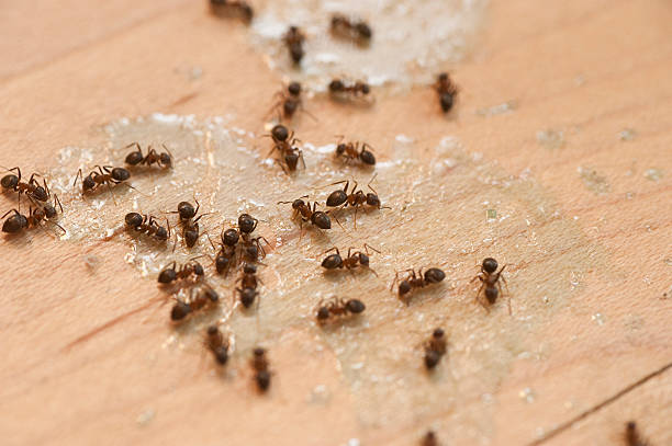 Best Pest Inspection Near Me  in Tullahoma, TN