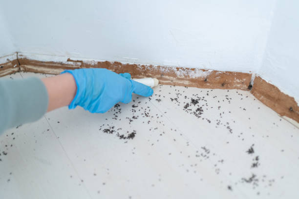 Best Local Pest Control Services  in Tullahoma, TN