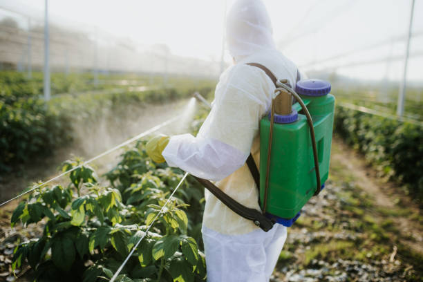 Wasp Removal Services in Tullahoma, TN